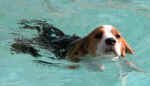 Baron_swimming.jpg (319226 bytes)
