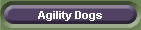 Agility Dogs