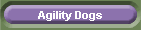Agility Dogs