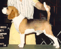 andygif.gif (36787 bytes)