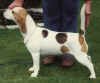 http://www.geocities.com/worldofbeagles/cassie.jpg (53638 bytes)