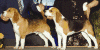 http://www.geocities.com/worldofbeagles/http://www.geocities.com/worldofbeagles/dede_bob.gif (85411 bytes)