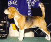 evitagif.gif (36699 bytes)