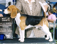 frankie_hurricane_ridge.gif (69138 bytes)