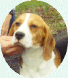 franky_2.gif (30346 bytes)