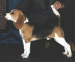 gus_oct02.gif (65337 bytes)