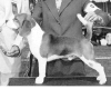 http://www.geocities.com/worldofbeagles/inflation.gif (65330 bytes)