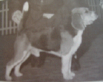 wandering_wind.gif (21543 bytes)