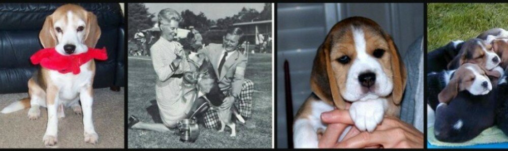 Starbuck Torbay Beagles